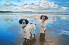 Walgreens - 8x10 Collage Print for Free