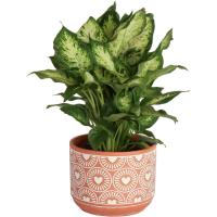 Costa Farms Dieffenbachia Live Indoor Houseplant