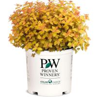 Proven Winner Spirea Candy Corn Shrub