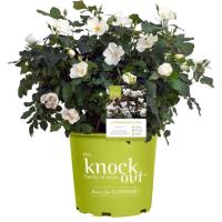 Knock Out Rose White Shrub