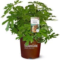 Southern Living Little Miss Figgy Plant