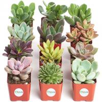 12 Variety Pack of Mini Succulents
