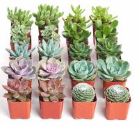 20 Shop Succulents Collection Assortment