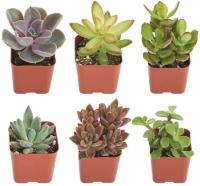 6 Shop Succulents Assorted Indoor Plants Collection