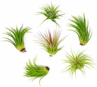 6-Pack Low-Light Indoor Tropical Tillandsia Houseplants