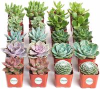 20 Fully Rooted Live Indoor Succulent Plants