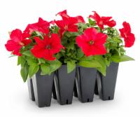Annual Plant for Mothers Day at Lowe\'s
