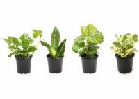 Plants for Pets Essential Houseplant Collection Live Indoor Plants