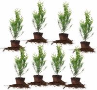 Perfect Plants Thuja Green Giant Evergreen Arborvitae 8 Pack
