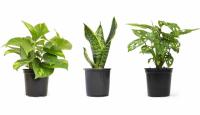 Altman Essential Houseplant Collection 3 Pack