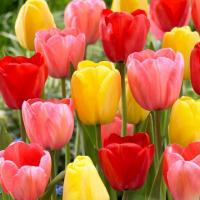 Garden State Bulb Darwin Hybrid Mix Tulip Bulbs