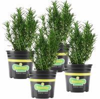Bonnie Plants Rosemary Live Edible Aromatic Herb Plant 4 Pack