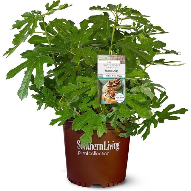 Southern Living Little Miss Figgy Plant
