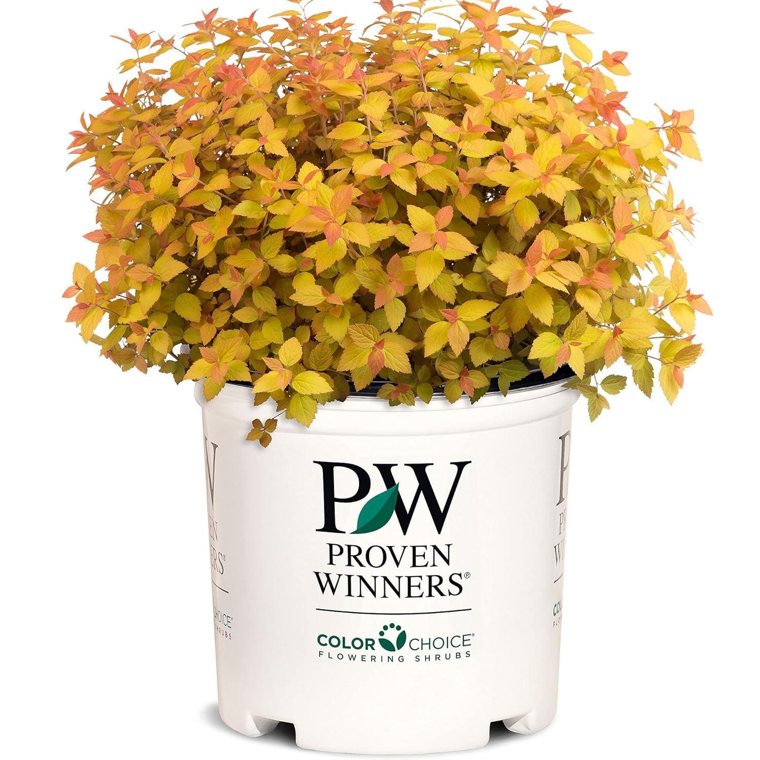 Proven Winner Spirea Candy Corn Shrub for $14.99