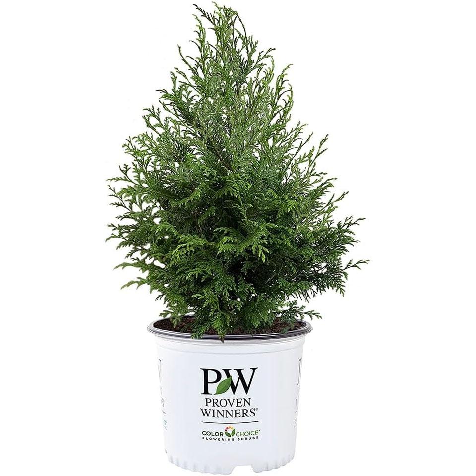 Cedar Rapids Cypress Shrub for $16.49 Shipped
