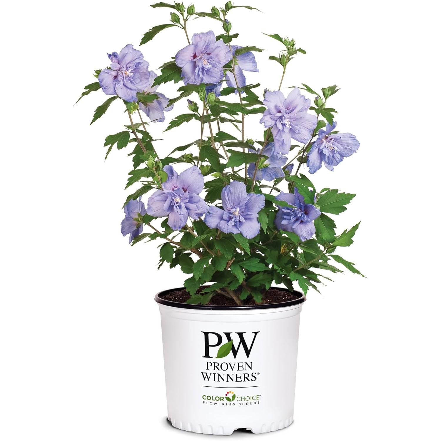 Proven Winners Blue Chiffon Hibiscus Shrub for $14.99