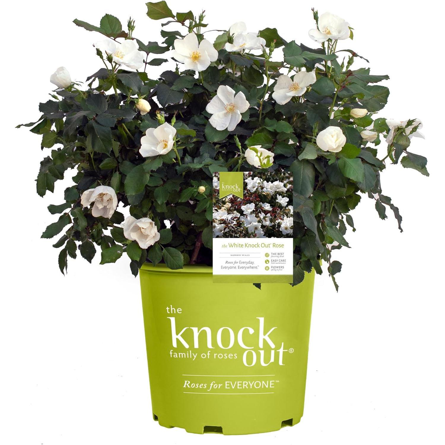 Knock Out Rose White Shrub for $13.49