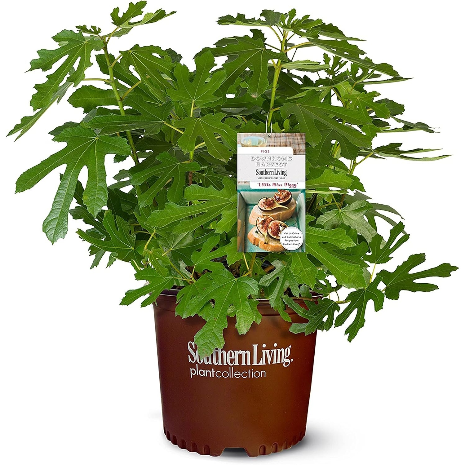 Southern Living Little Miss Figgy Plant for $22.46