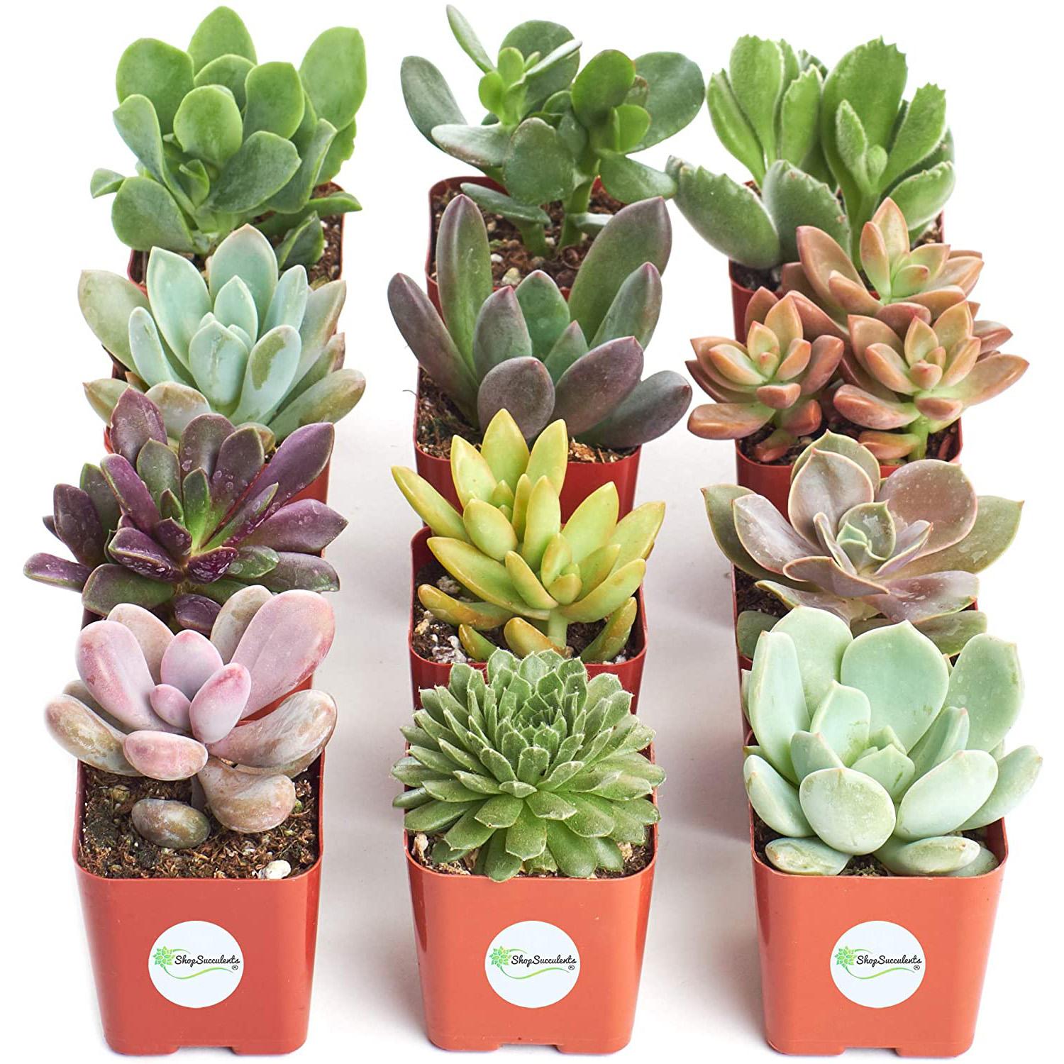 12 Variety Pack of Mini Succulents for $20.39