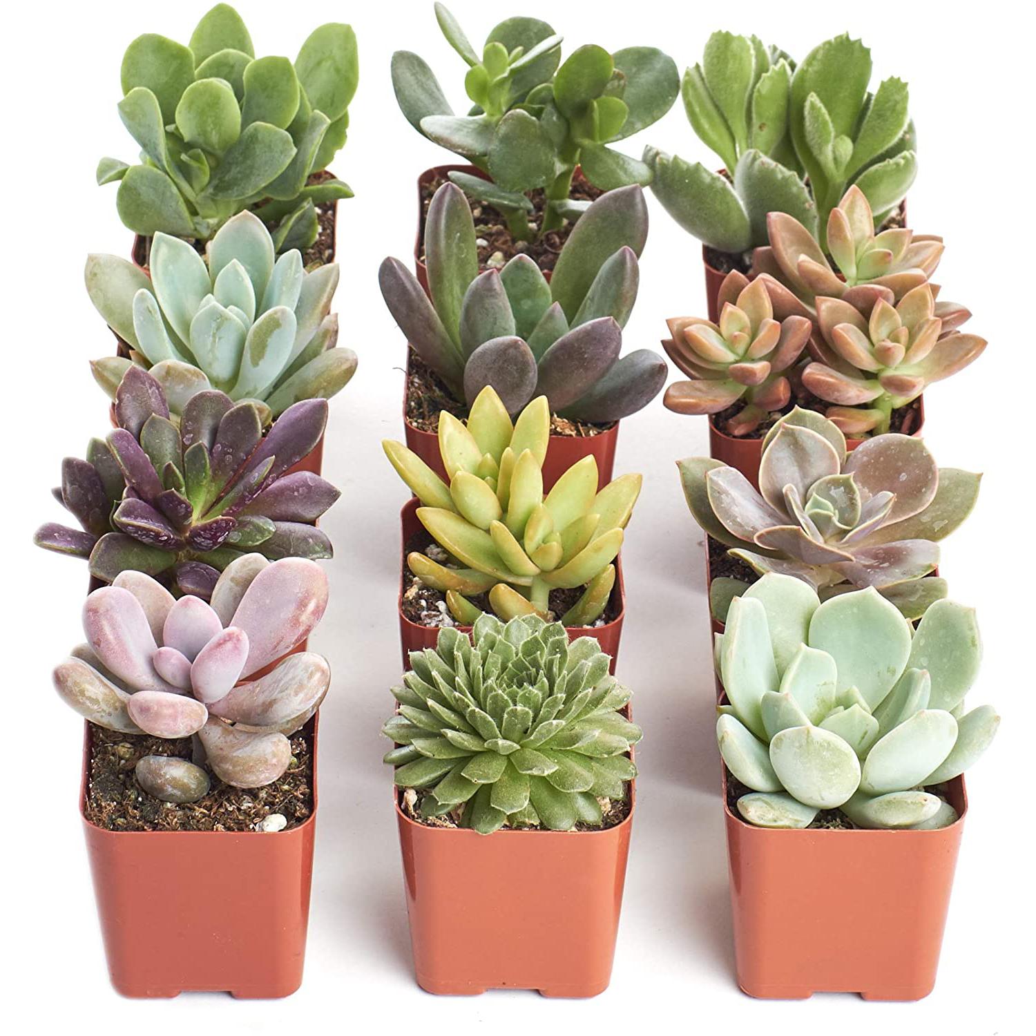12 Pack of Succulent Plants for $23.99