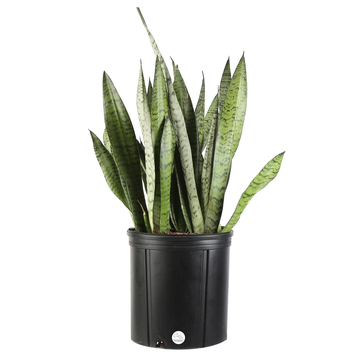 Costa Farms 2ft Snake Plant in Grower Pot for $16.96