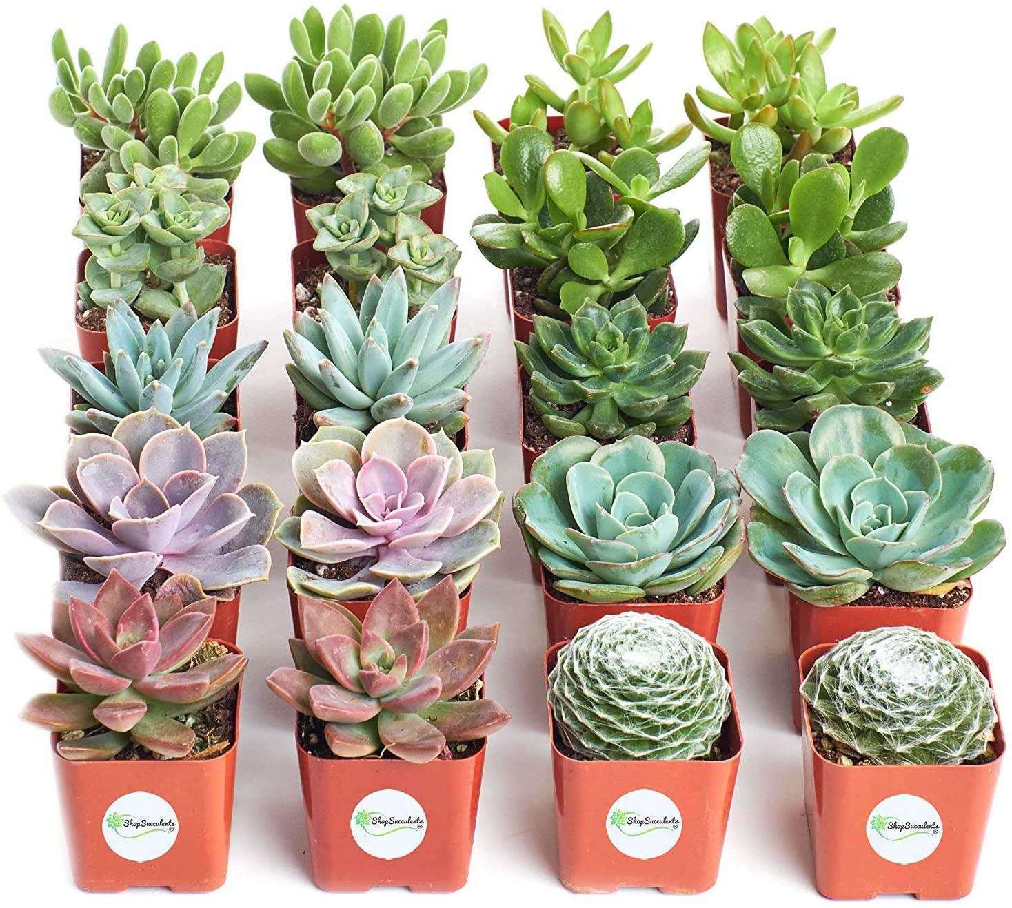 20 Fully Rooted Live Indoor Succulent Plants for $27.99 Shipped