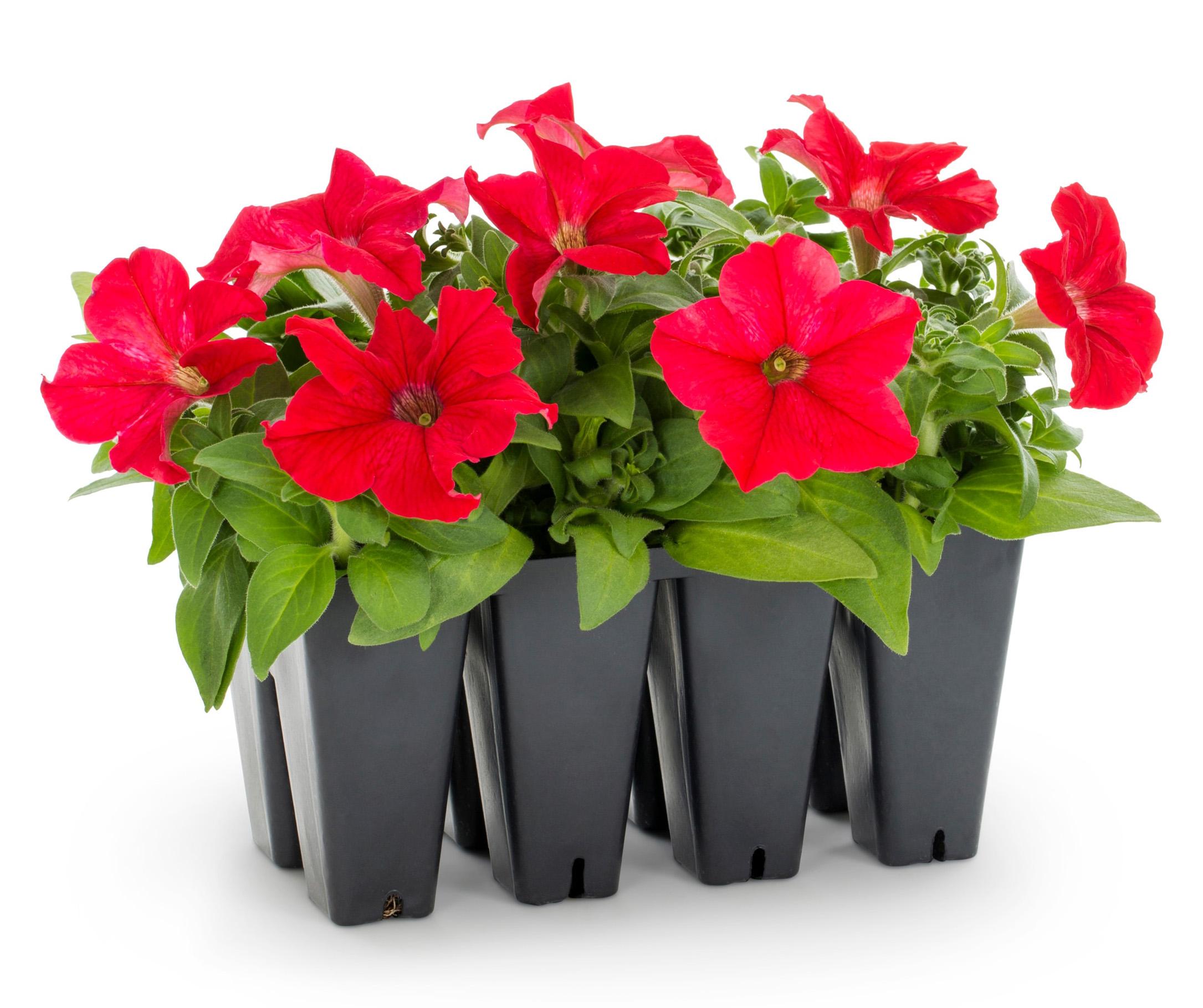 Free Annual Plant for Mothers Day at Lowe's