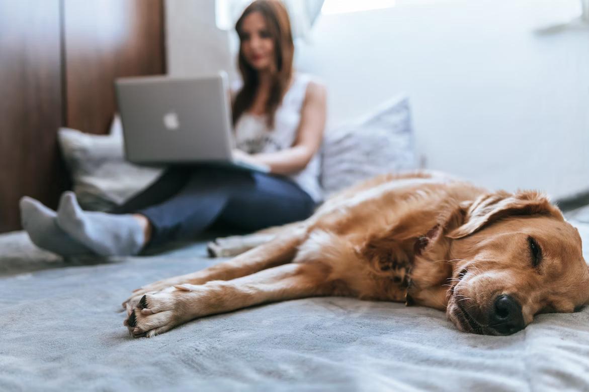 Free PetSmart Fathers Day Poop Bag Cards on June 9th