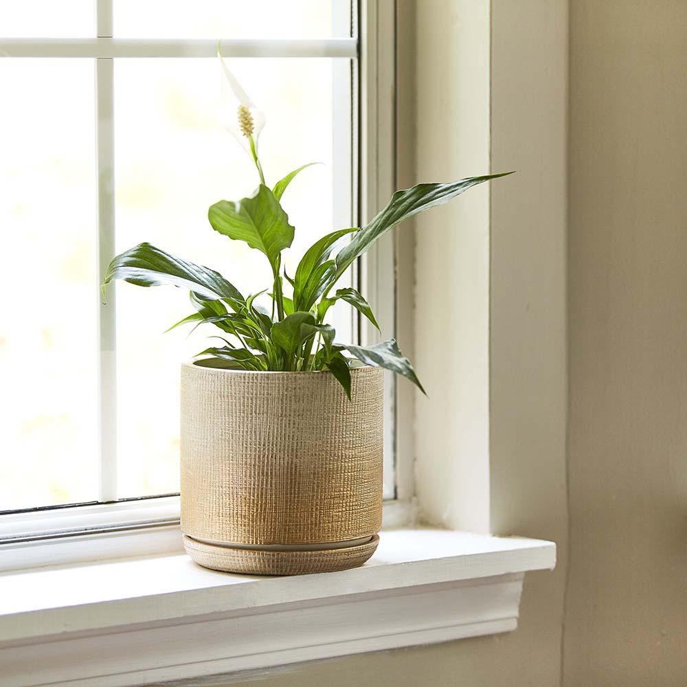 Sherry Gold Ceramic Indoor Pot for $2.98