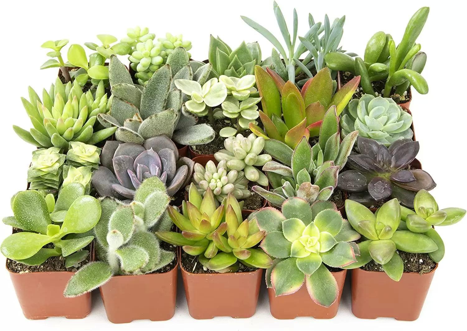 Altman Plants Assorted Potted Live Succulent Plants 20 Pack for $15.68