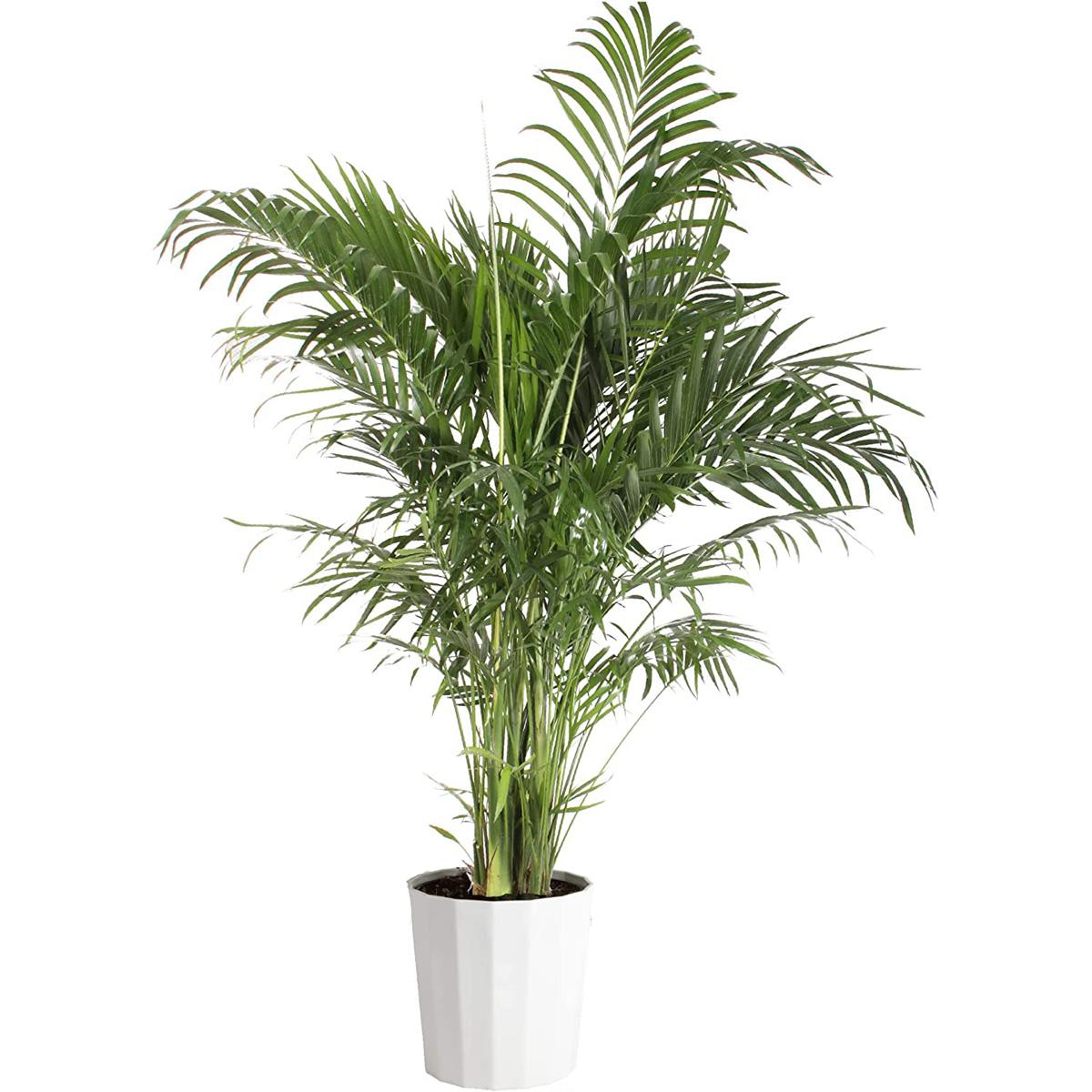 Costa Farms Cat Palm Chamaedorea Palm Tree for $26.65 Shipped