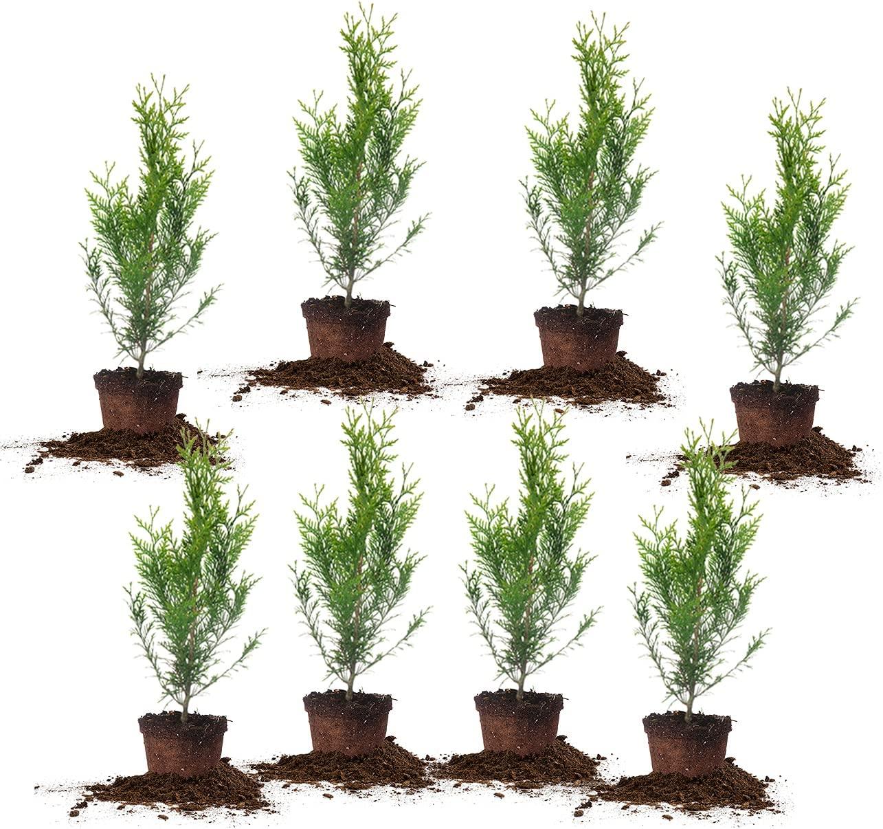 Perfect Plants Thuja Green Giant Evergreen Arborvitae 8 Pack for $79.99 Shipped