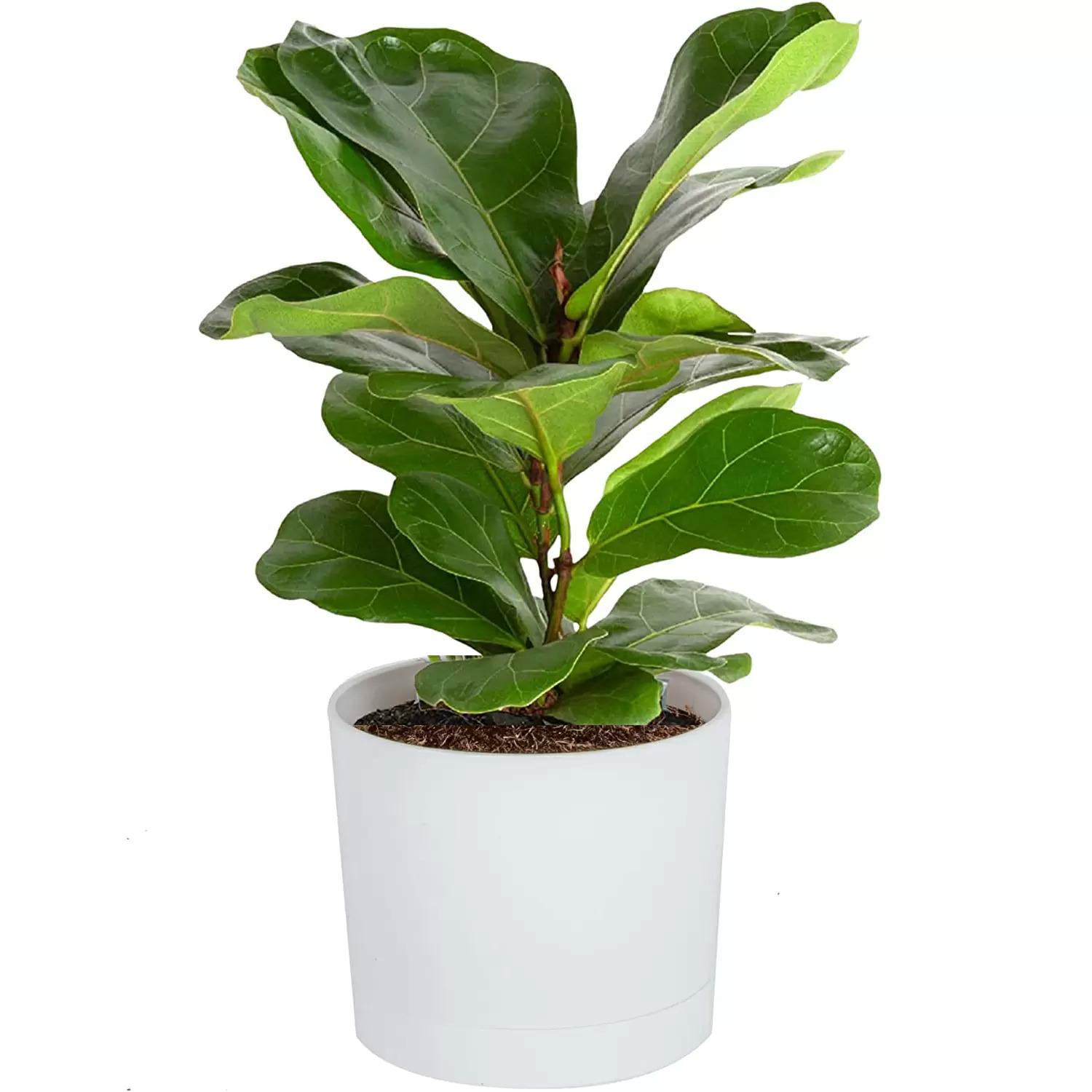 Costa Farms Live Indoor Plant for $16.63