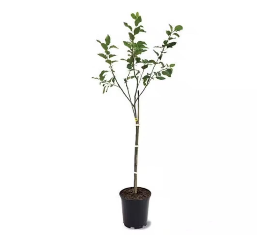 Garden and Grove Honeycrisp Live Apple Tree for $29.97 Shipped