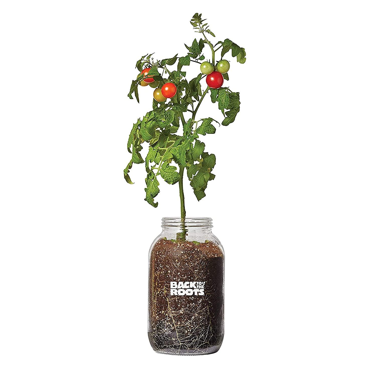 Back to the Roots Cherry Tomato Organic Windowsill Planter Kit for $8.77