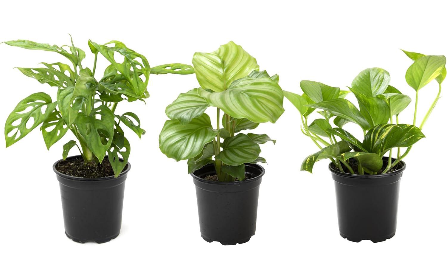 Altman Live House Plants Indoor Collection for $16.02