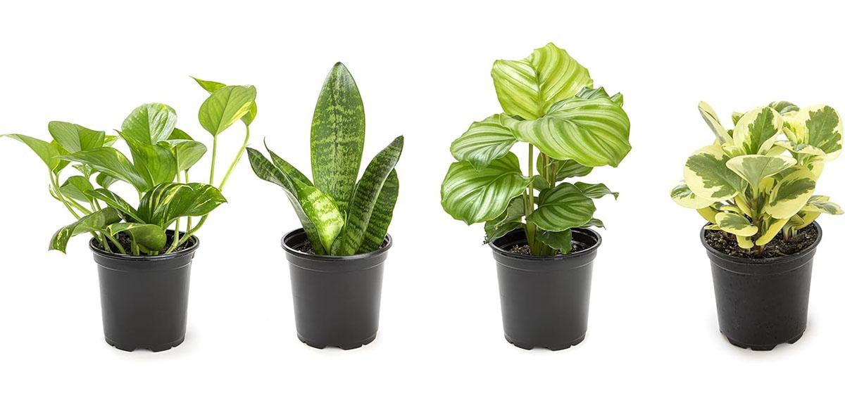 Essential Houseplant Collection Live Indoor Plants 4 Pack for $19.35