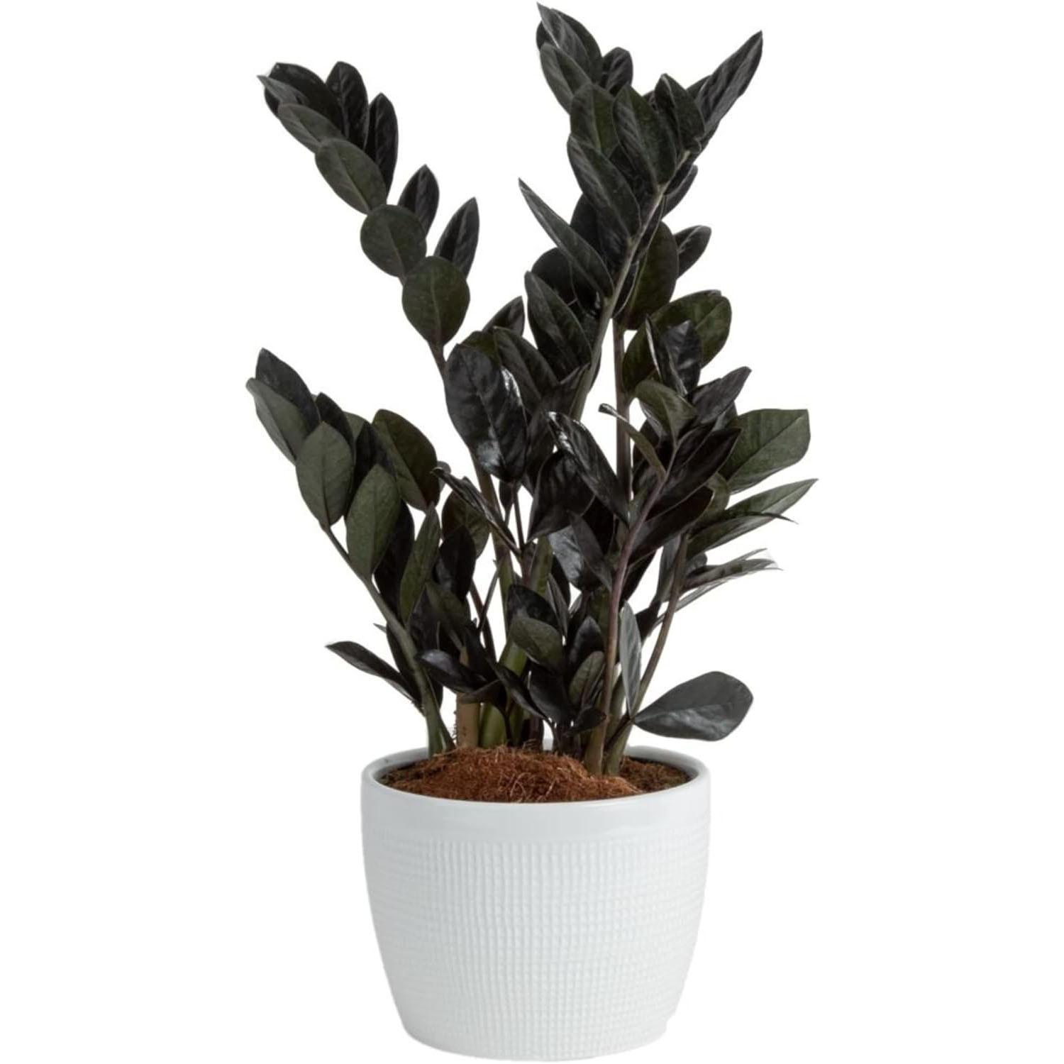 10in Costa Farms Raven ZZ Live Indoor Houseplant for $18.40