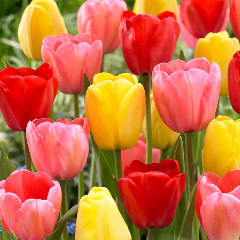 Garden State Bulb Darwin Hybrid Mix Tulip Bulbs for $13.49 Shipped