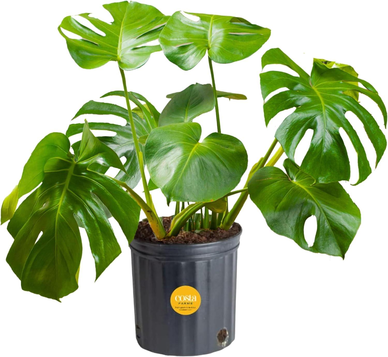 Costa Farms Live Monstera Indoor Plant in Nursery Plant Pot for $20.99