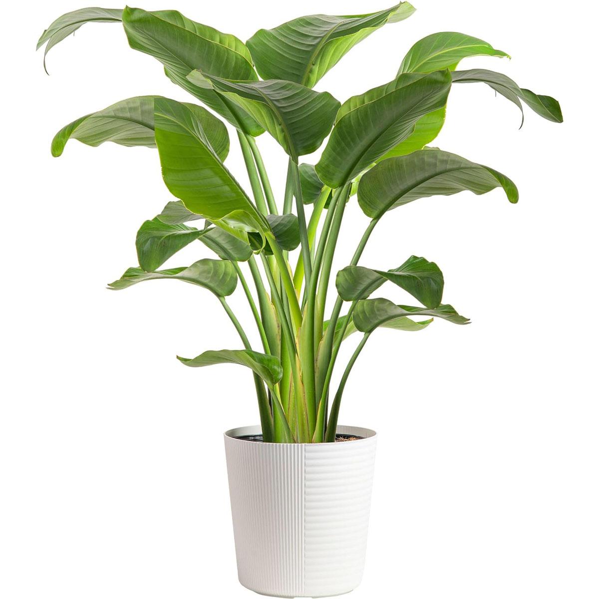 Costa Farms White Bird of Paradise Tropical Floor Plant for $28.79